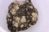 coprolithe de dinosaure - jurassique - Morrison Formation - Wyoming, USA