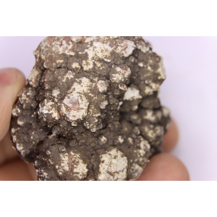 dinosaur coprolithe - jurassic - Morrison Formation - Wyoming, USA