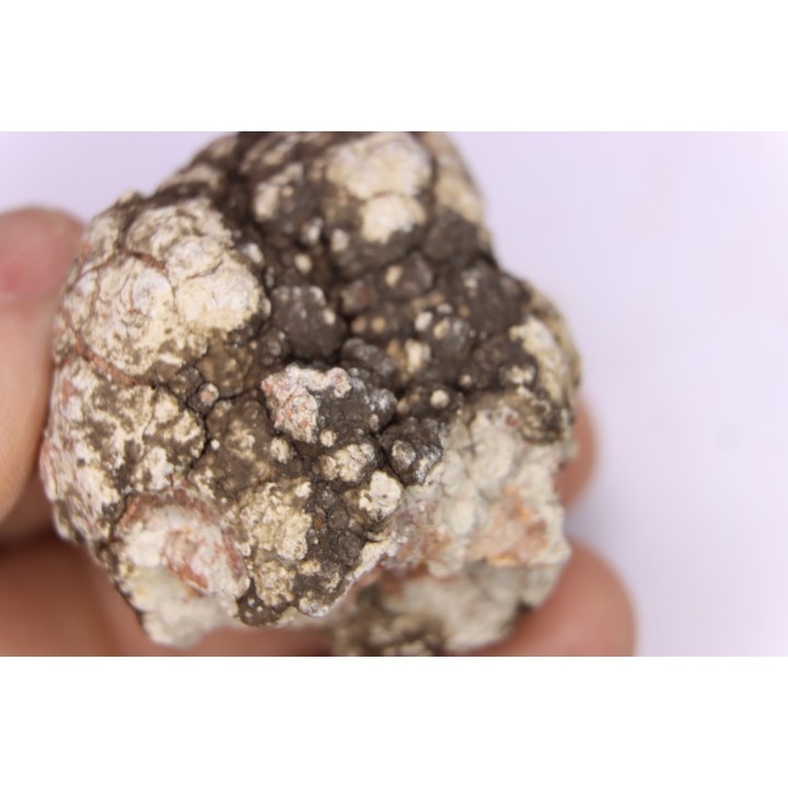 coprolithe de dinosaure - jurassique - Morrison Formation - Wyoming, USA