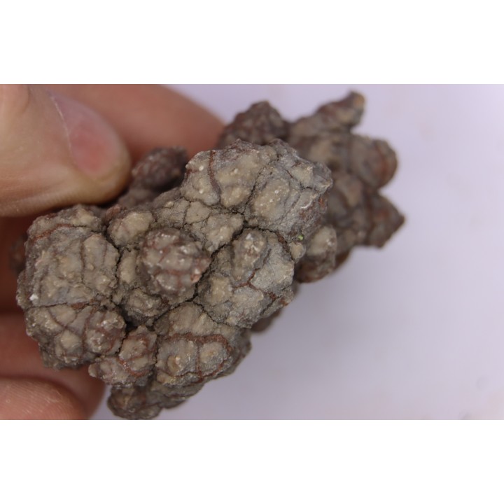 coprolithe de dinosaure - jurassique - Morrison Formation - Wyoming, USA