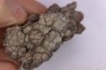 coprolithe de dinosaure - jurassique - Morrison Formation - Wyoming, USA