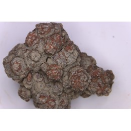 dinosaur coprolithe - jurassic - Morrison Formation - Wyoming, USA