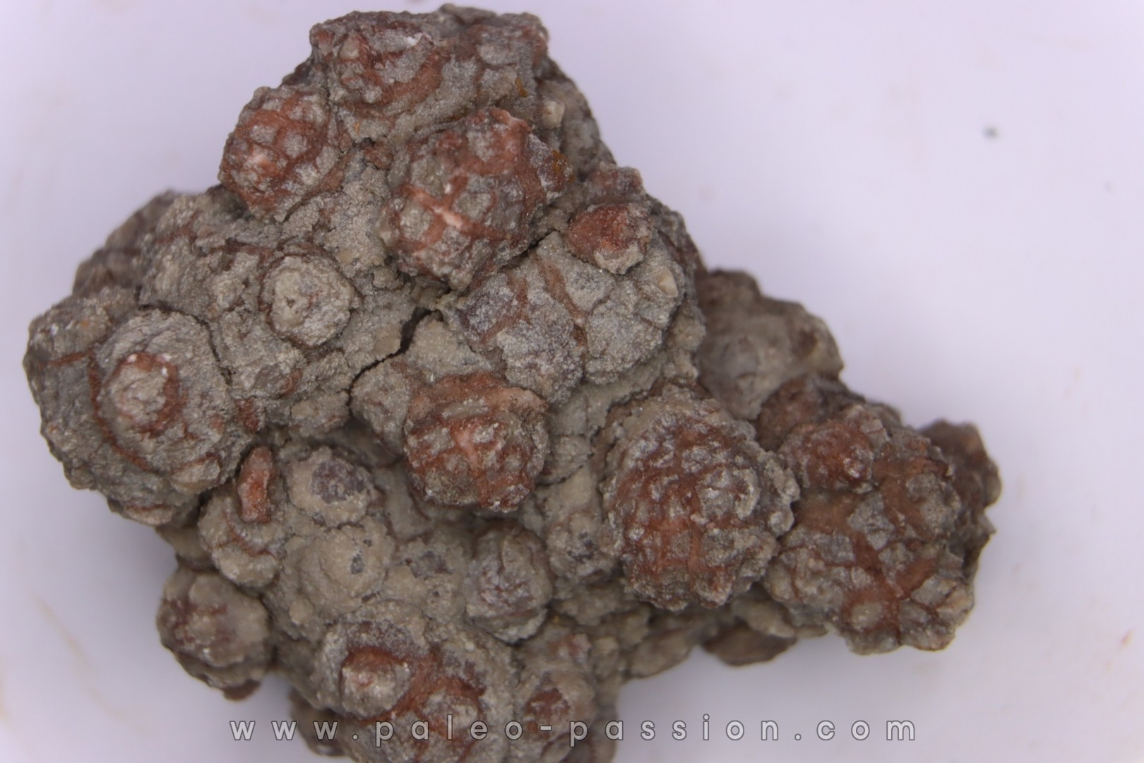 dinosaur coprolithe - jurassic - Morrison Formation - Wyoming, USA