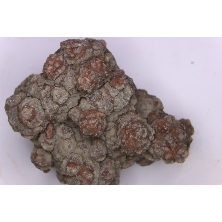 coprolithe de dinosaure - jurassique - Morrison Formation - Wyoming, USA