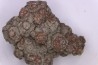 dinosaur coprolithe - jurassic - Morrison Formation - Wyoming, USA