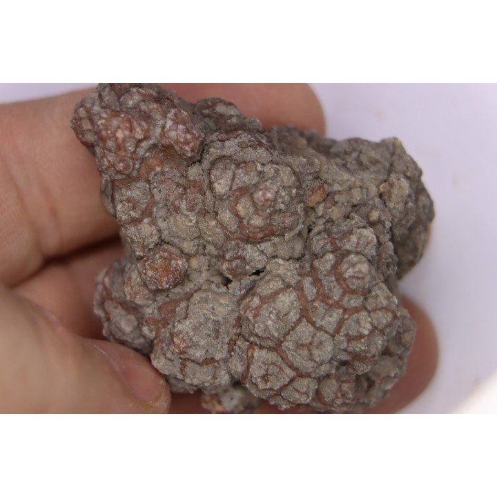 dinosaur coprolithe - jurassic - Morrison Formation - Wyoming, USA