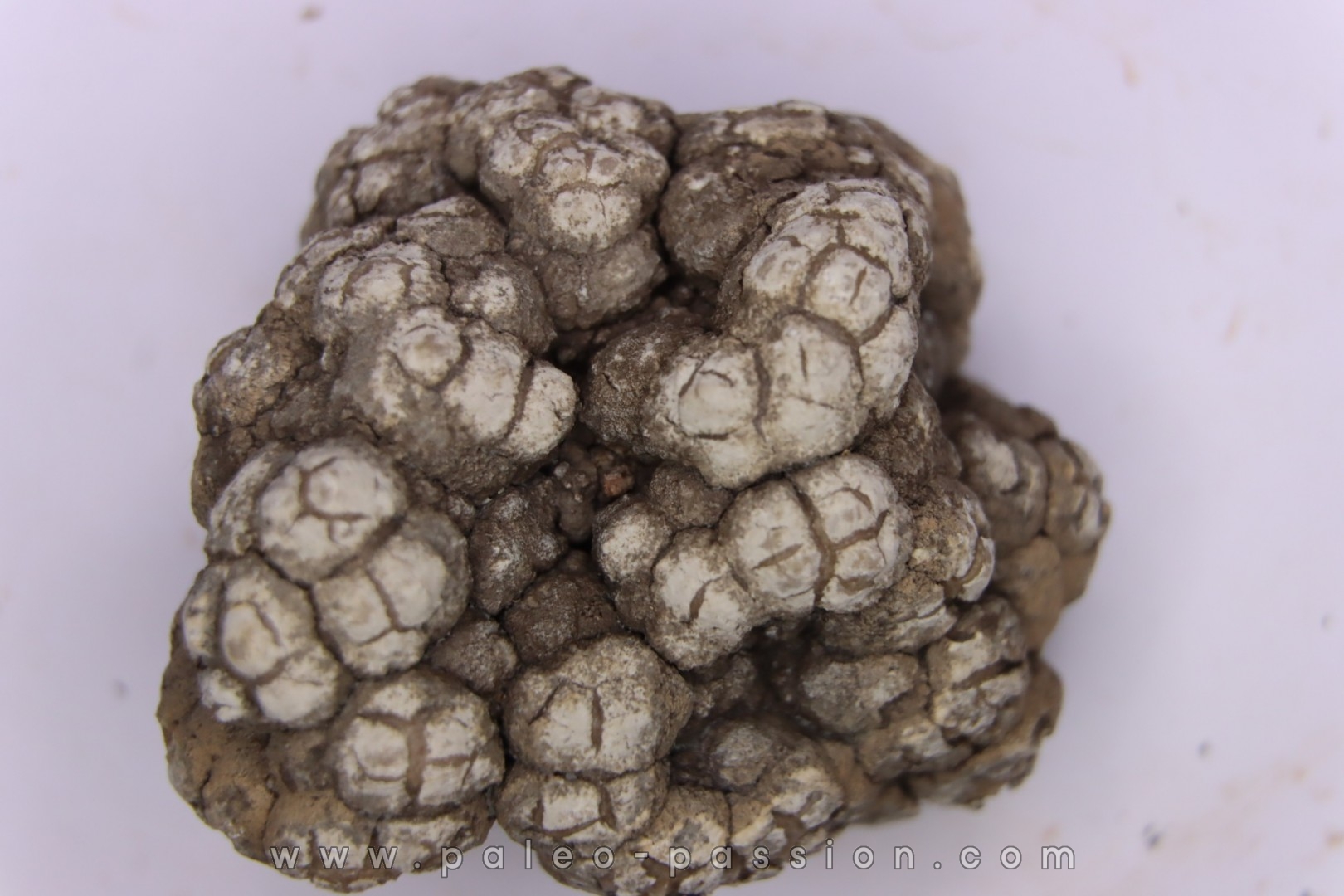 dinosaur coprolithe - jurassic - Morrison Formation - Wyoming, USA