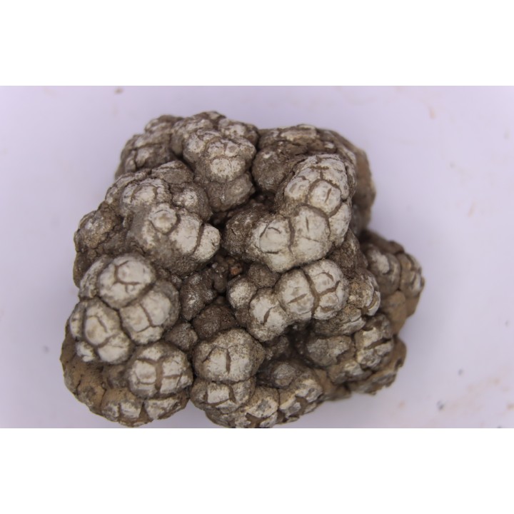 dinosaur coprolithe - jurassic - Morrison Formation - Wyoming, USA