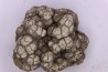 dinosaur coprolithe - jurassic - Morrison Formation - Wyoming, USA