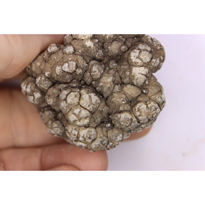 coprolithe de dinosaure - jurassique - Morrison Formation - Wyoming, USA
