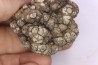 coprolithe de dinosaure - jurassique - Morrison Formation - Wyoming, USA