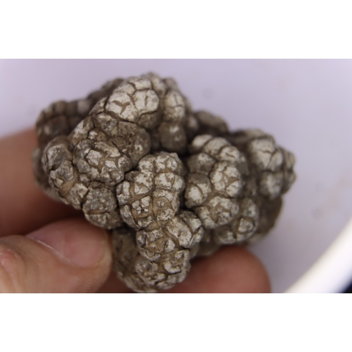 dinosaur coprolithe - jurassic - Morrison Formation - Wyoming, USA