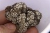 dinosaur coprolithe - jurassic - Morrison Formation - Wyoming, USA