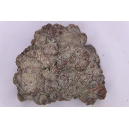 coprolithe de dinosaure - jurassique - Morrison Formation - Wyoming, USA