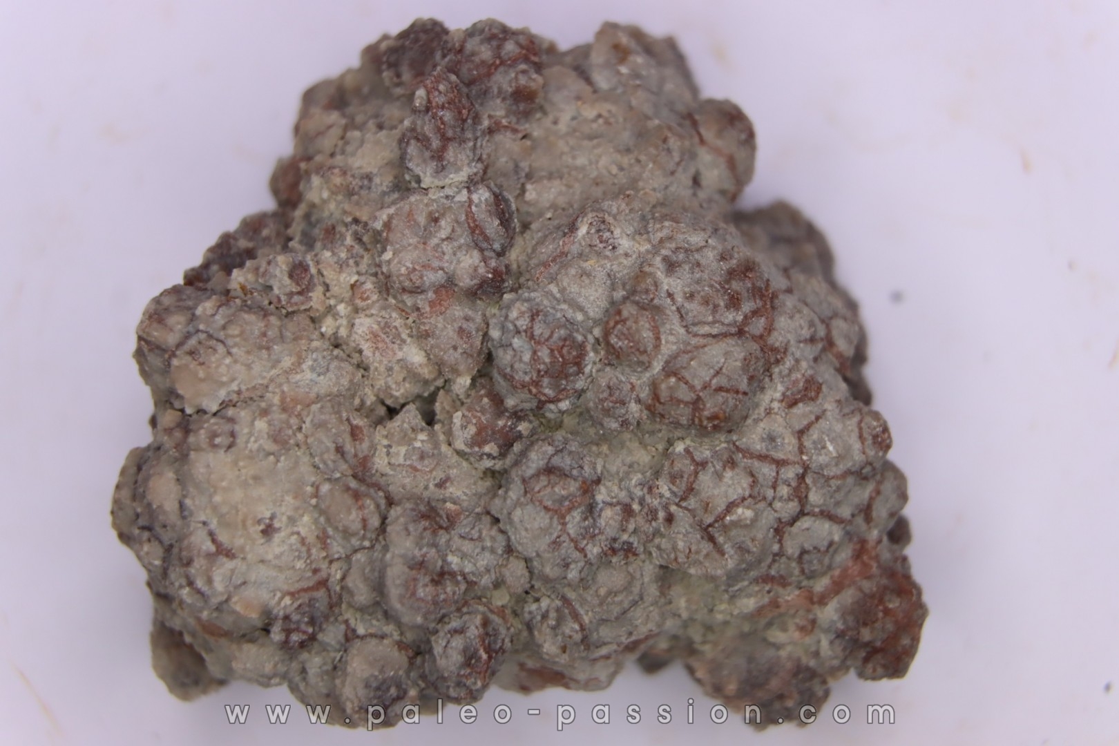 coprolithe de dinosaure - jurassique - Morrison Formation - Wyoming, USA