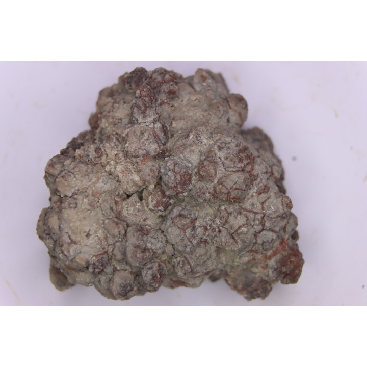 dinosaur coprolithe - jurassic - Morrison Formation - Wyoming, USA