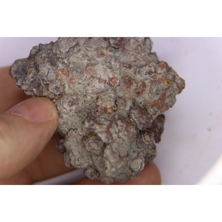 dinosaur coprolithe - jurassic - Morrison Formation - Wyoming, USA