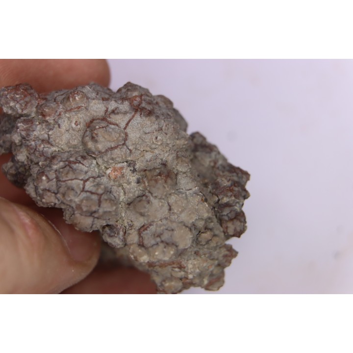 coprolithe de dinosaure - jurassique - Morrison Formation - Wyoming, USA