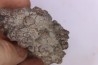 coprolithe de dinosaure - jurassique - Morrison Formation - Wyoming, USA