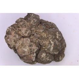 dinosaur coprolithe - jurassic - Morrison Formation - Wyoming, USA