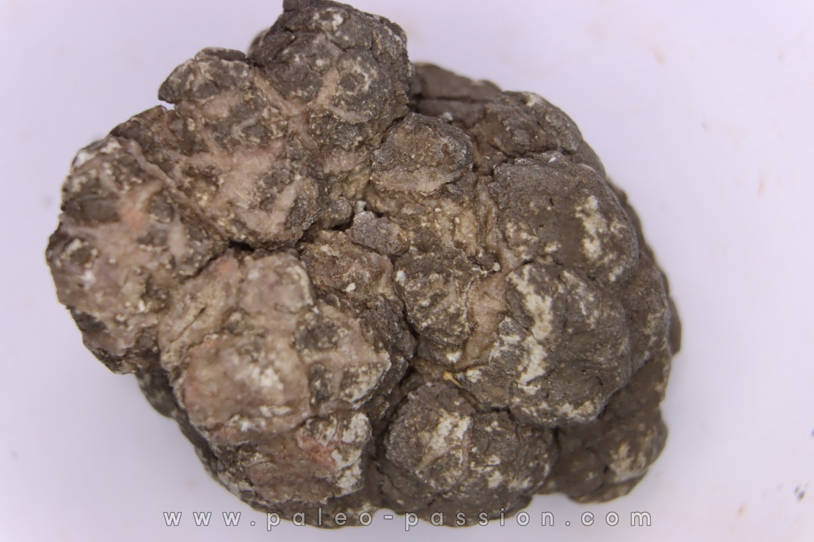 dinosaur coprolithe - jurassic - Morrison Formation - Wyoming, USA