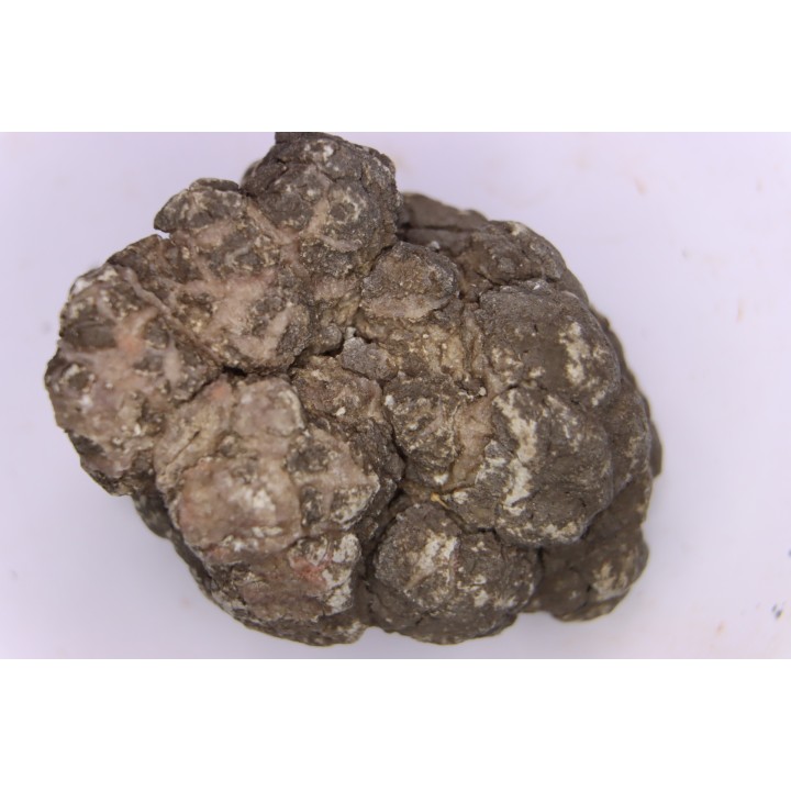 coprolithe de dinosaure - jurassique - Morrison Formation - Wyoming, USA