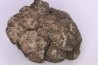 dinosaur coprolithe - jurassic - Morrison Formation - Wyoming, USA