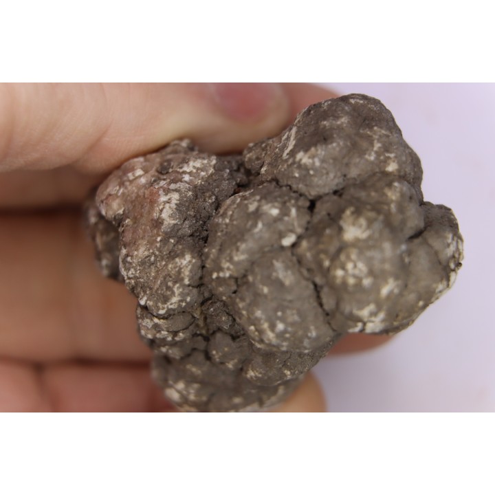 dinosaur coprolithe - jurassic - Morrison Formation - Wyoming, USA