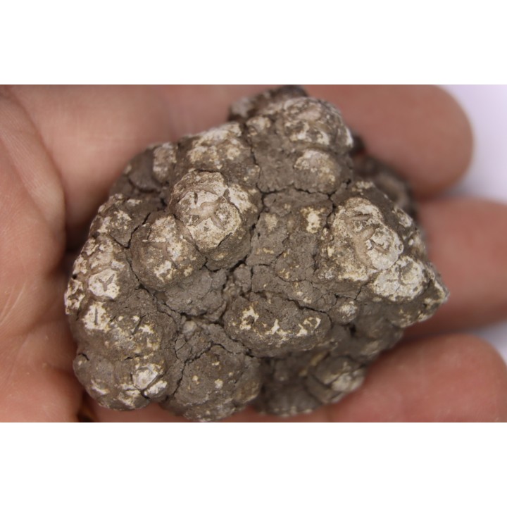 coprolithe de dinosaure - jurassique - Morrison Formation - Wyoming, USA