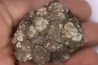 coprolithe de dinosaure - jurassique - Morrison Formation - Wyoming, USA