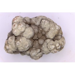 dinosaur coprolithe - jurassic - Morrison Formation - Wyoming, USA