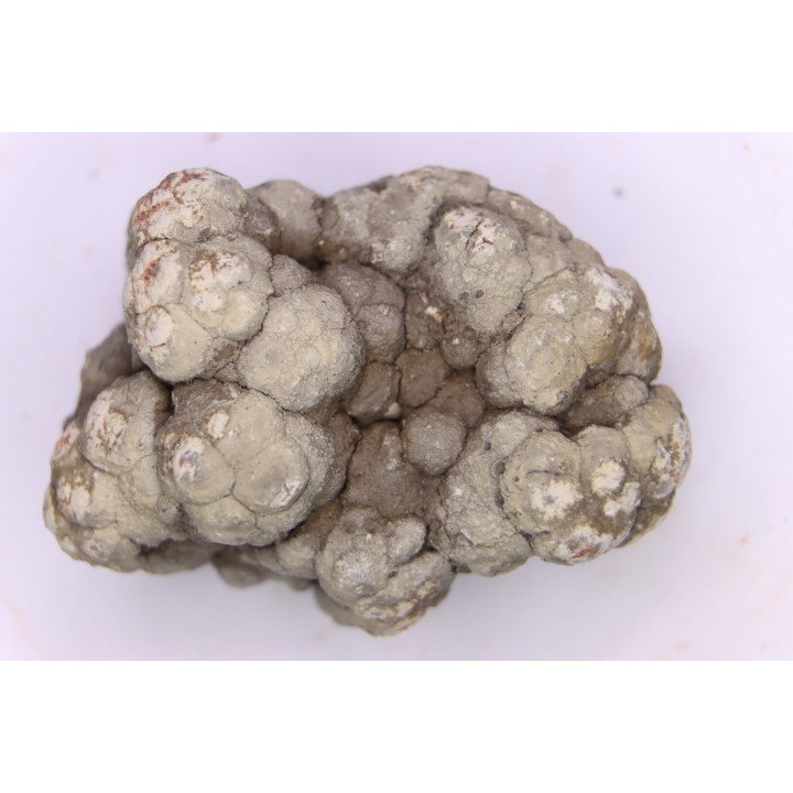 coprolithe de dinosaure - jurassique - Morrison Formation - Wyoming, USA
