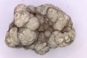 dinosaur coprolithe - jurassic - Morrison Formation - Wyoming, USA