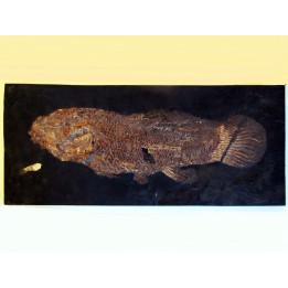 AMIA: CYCLURUS KEHRERI