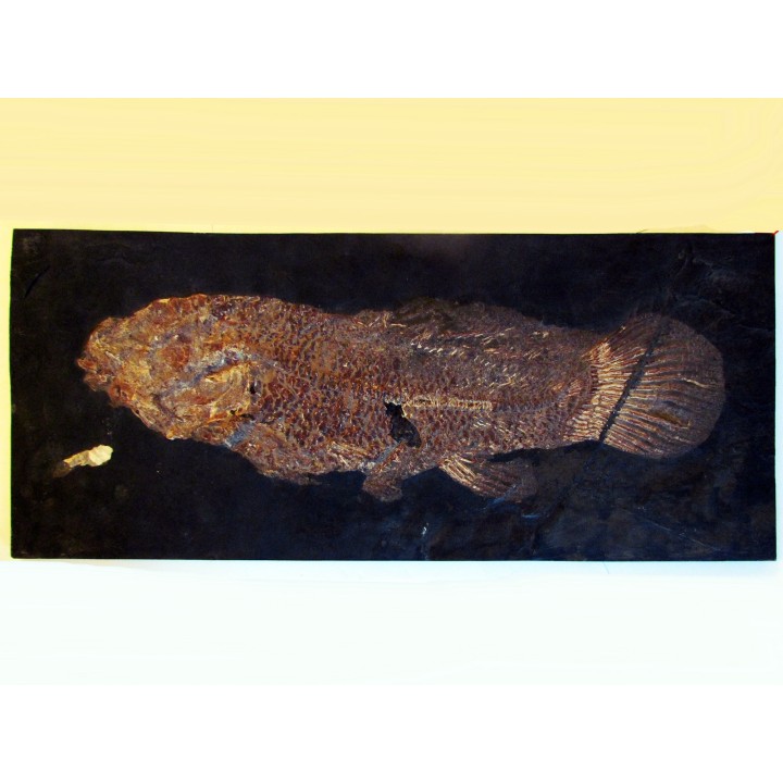 AMIA: CYCLURUS KEHRERI