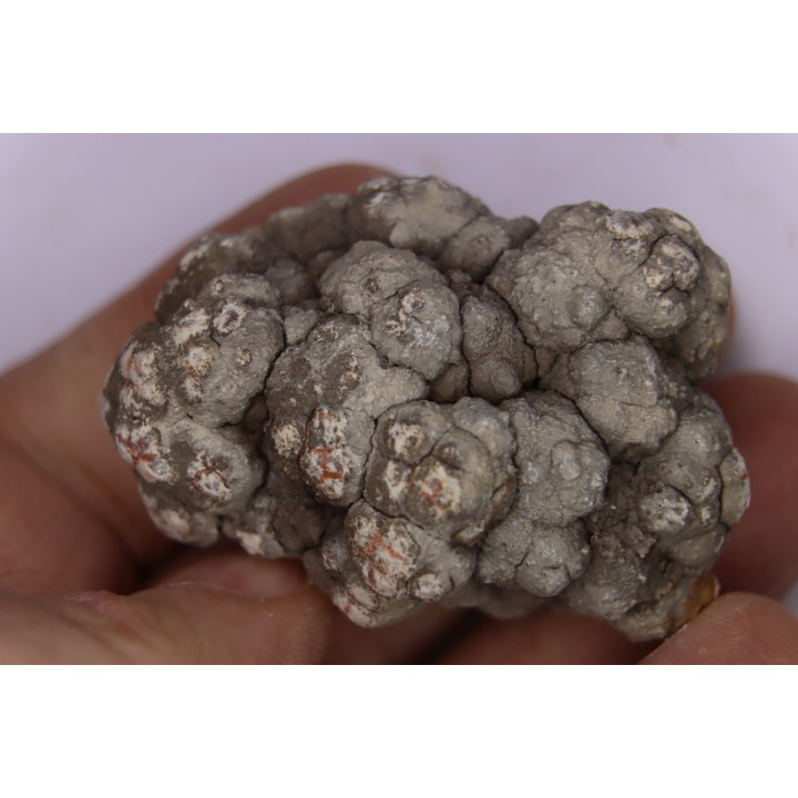 coprolithe de dinosaure - jurassique - Morrison Formation - Wyoming, USA