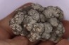 dinosaur coprolithe - jurassic - Morrison Formation - Wyoming, USA