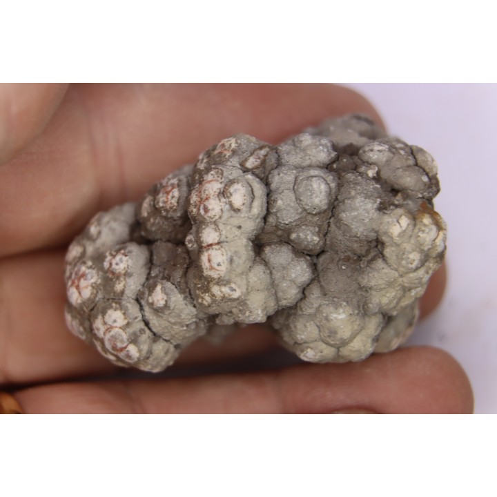 coprolithe de dinosaure - jurassique - Morrison Formation - Wyoming, USA