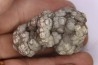 coprolithe de dinosaure - jurassique - Morrison Formation - Wyoming, USA