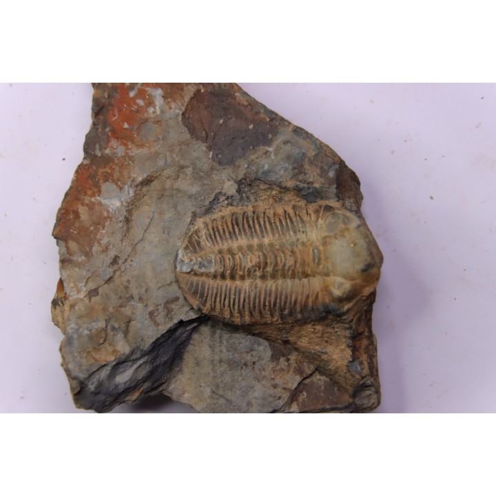 Phacopidina micheli  Llandelo inferieur  Andouillé - la Touche, 53 - FRANCE