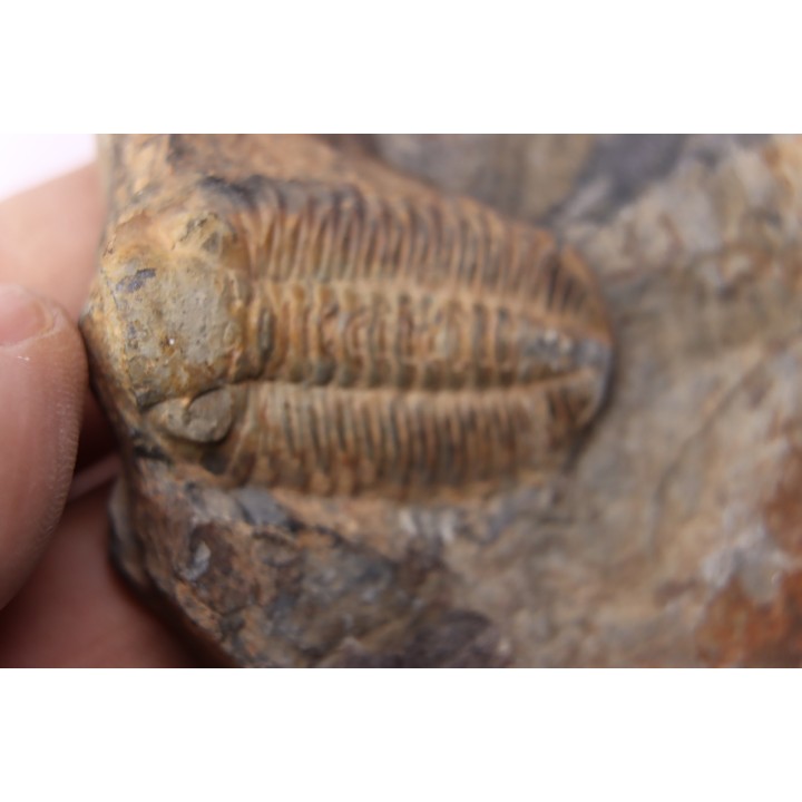 Phacopidina micheli  Llandelo inferieur  Andouillé - la Touche, 53 - FRANCE