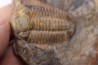 Phacopidina micheli  Llandelo inferieur  Andouillé - la Touche, 53 - FRANCE