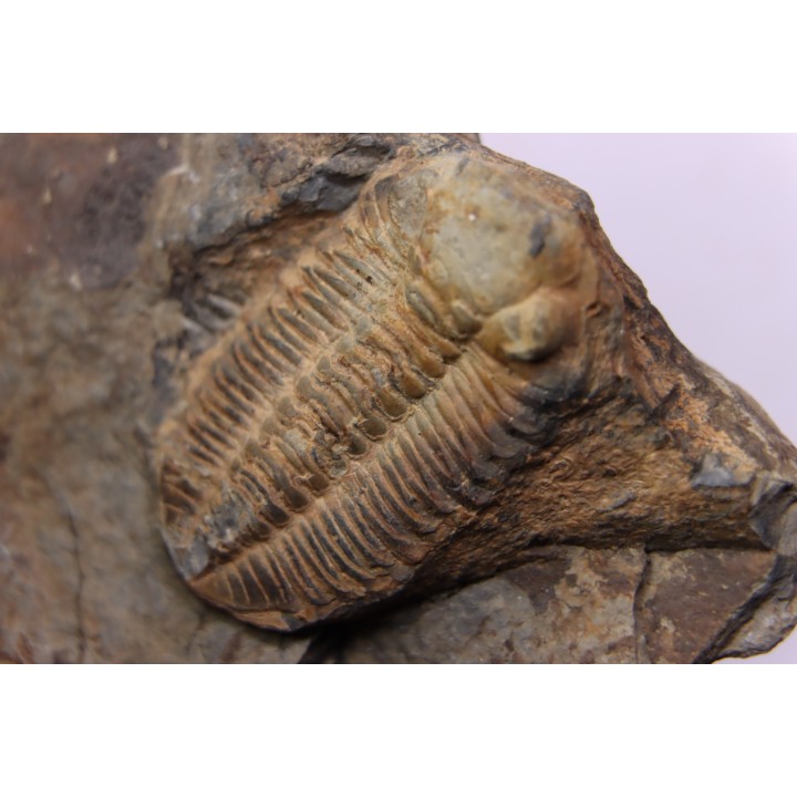Phacopidina micheli - Llandelo inferieur - Andouillé - la Touche, 53 - FRANCE - FRANCE