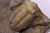 Phacopidina micheli - Llandelo inferieur - Andouillé - la Touche, 53 - FRANCE - FRANCE