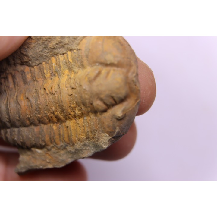trilobite de Bretagne: Colpocoryphe Rouaulti - Llandelien - Laillé, Guichen (35) - FRANCE