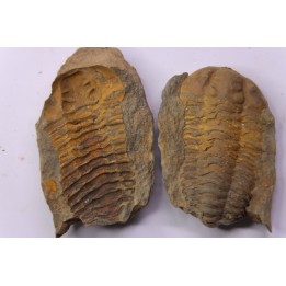 trilobite de Bretagne: Colpocoryphe Rouaulti - Llandelien - Laillé, Guichen (35) - FRANCE