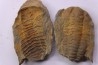 trilobite de Bretagne: Colpocoryphe Rouaulti - Llandelien - Laillé, Guichen (35) - FRANCE