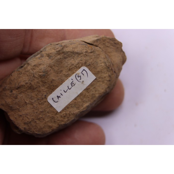 trilobite de Bretagne: Colpocoryphe Rouaulti - Llandelien - Laillé, Guichen (35) - FRANCE
