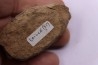 trilobite de Bretagne: Colpocoryphe Rouaulti - Llandelien - Laillé, Guichen (35) - FRANCE