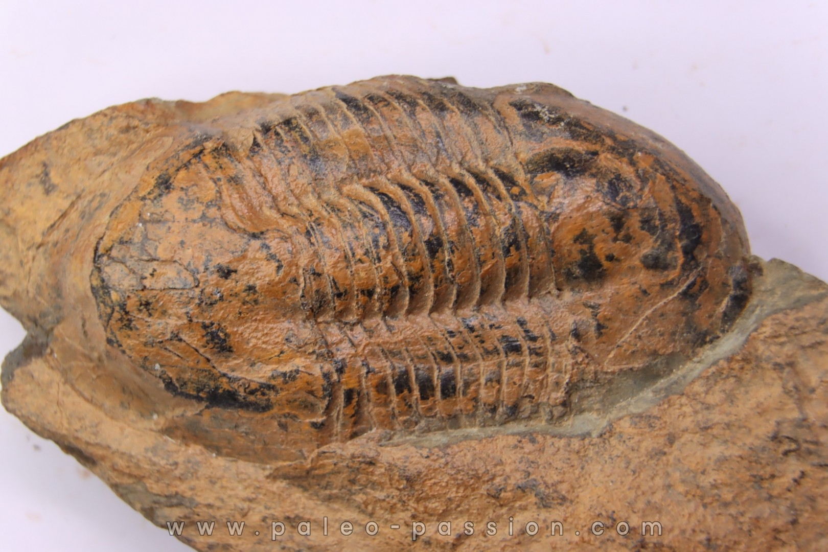 Ectillaenus giganteus Llandeilien GUICHEN (35)